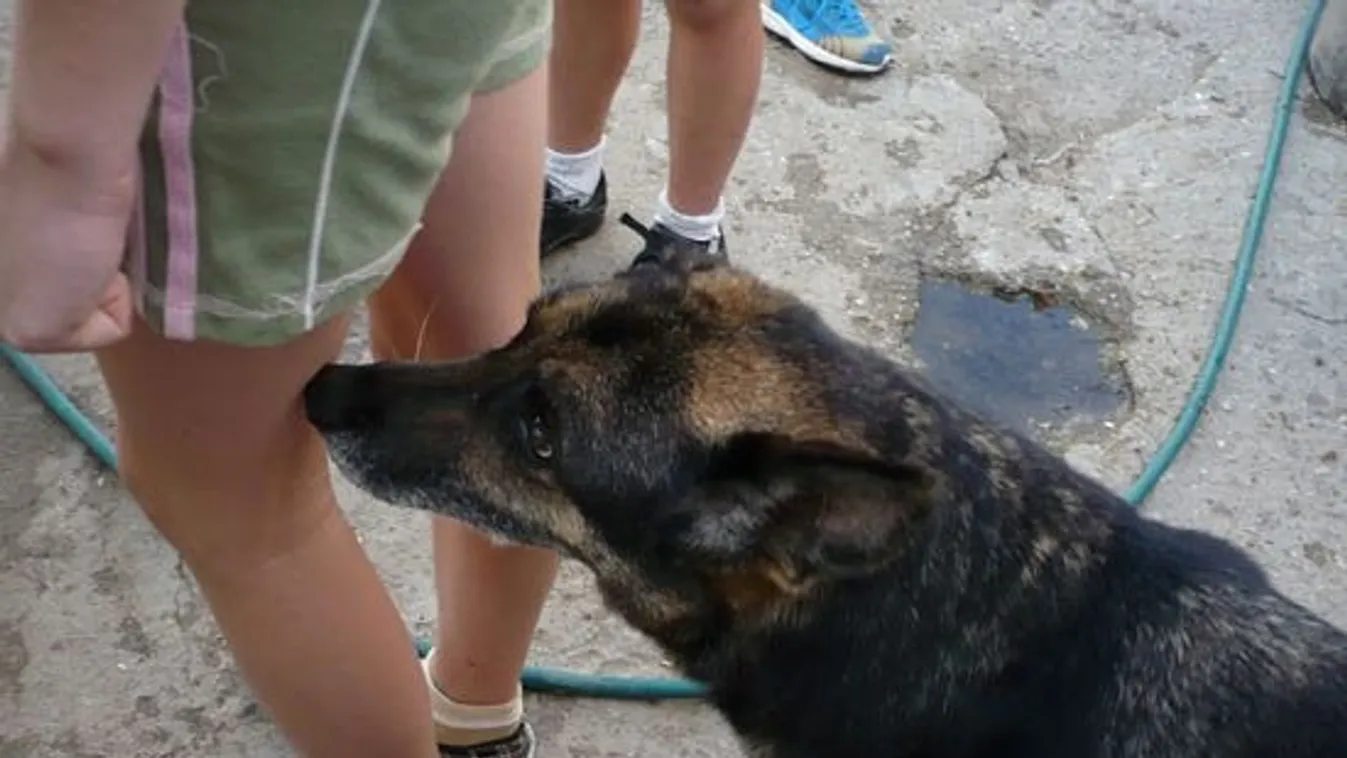 Kutya világ van a kutyára szilveszterkor