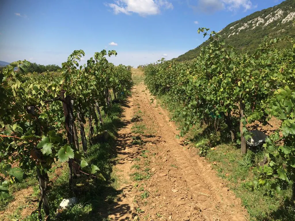 Fotó: Szivek Pince / Facebook 