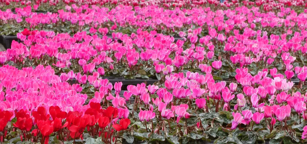 Forrás: The Yomiuri Shimbun via AFP/Yomiuri/Mami Nagaoki