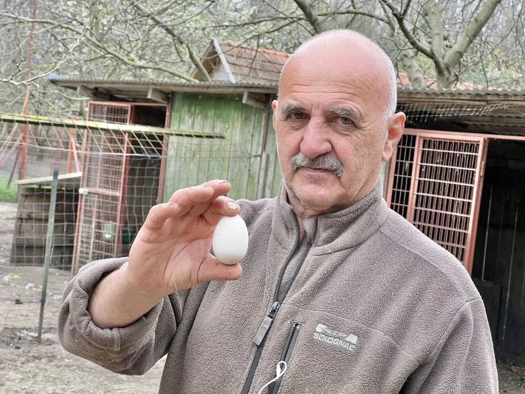 fekete tyúk