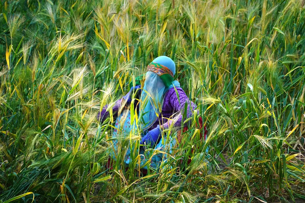 Forrás: AFP/Himanshu Sharma