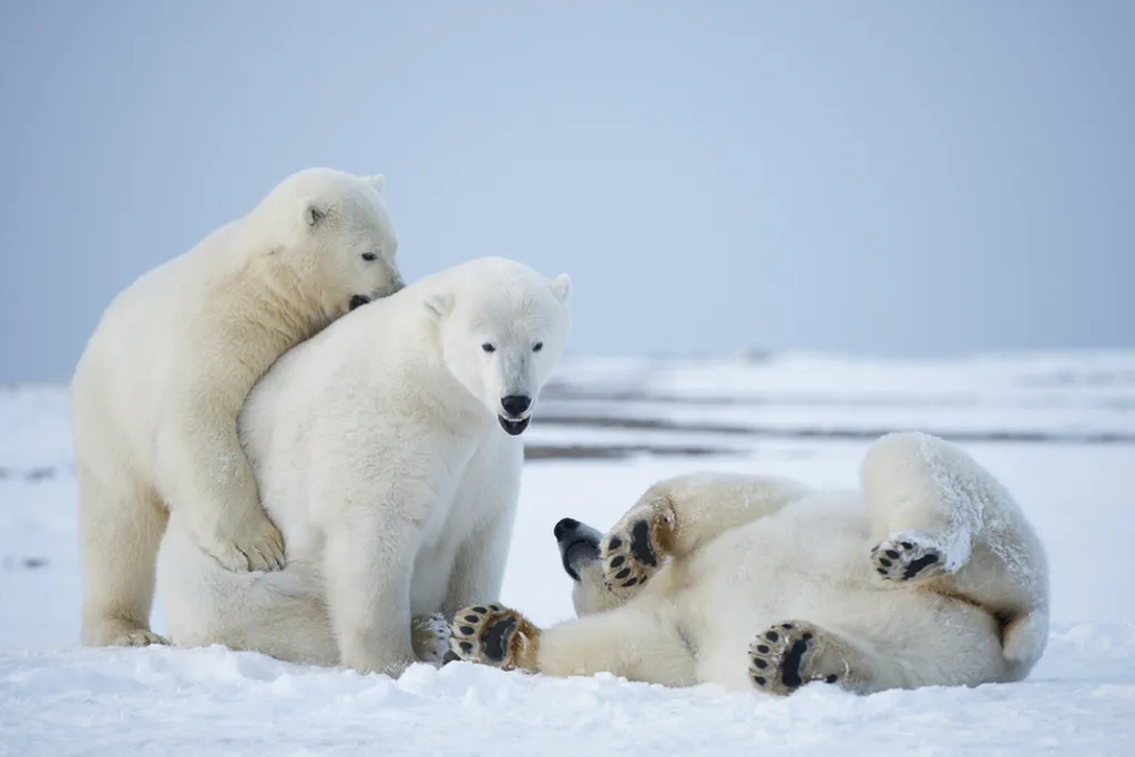 Fotó: Steven Kazlowski / Barcroft Medi / Northfoto 