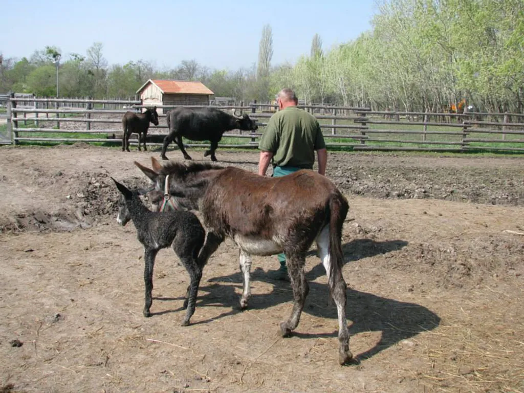 Fotó: Festetics Imre Állatpark 