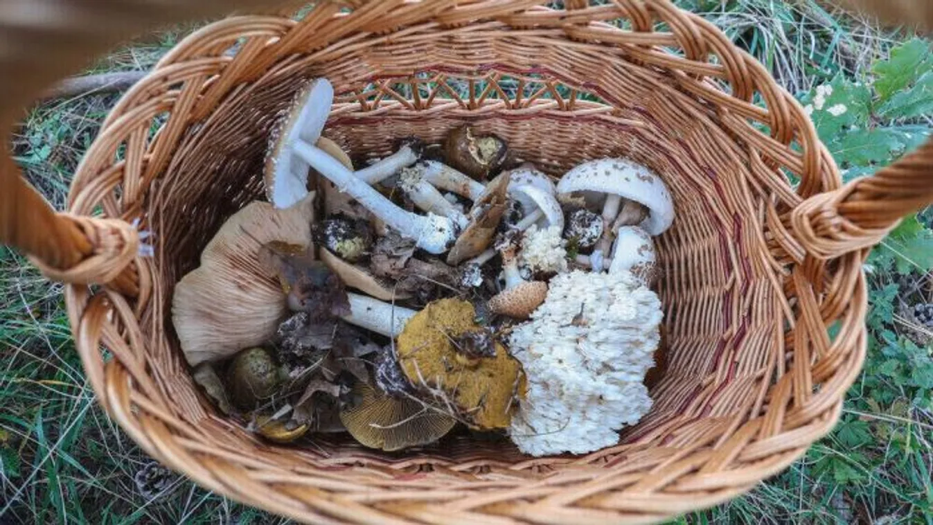 Itt a tavaszi gombaszezon-nem mindegy mit és hogyan szedsz le!