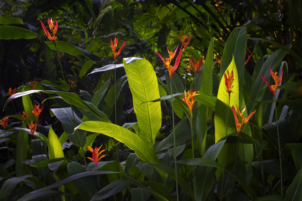 Dennis Frates / IGPOTY 