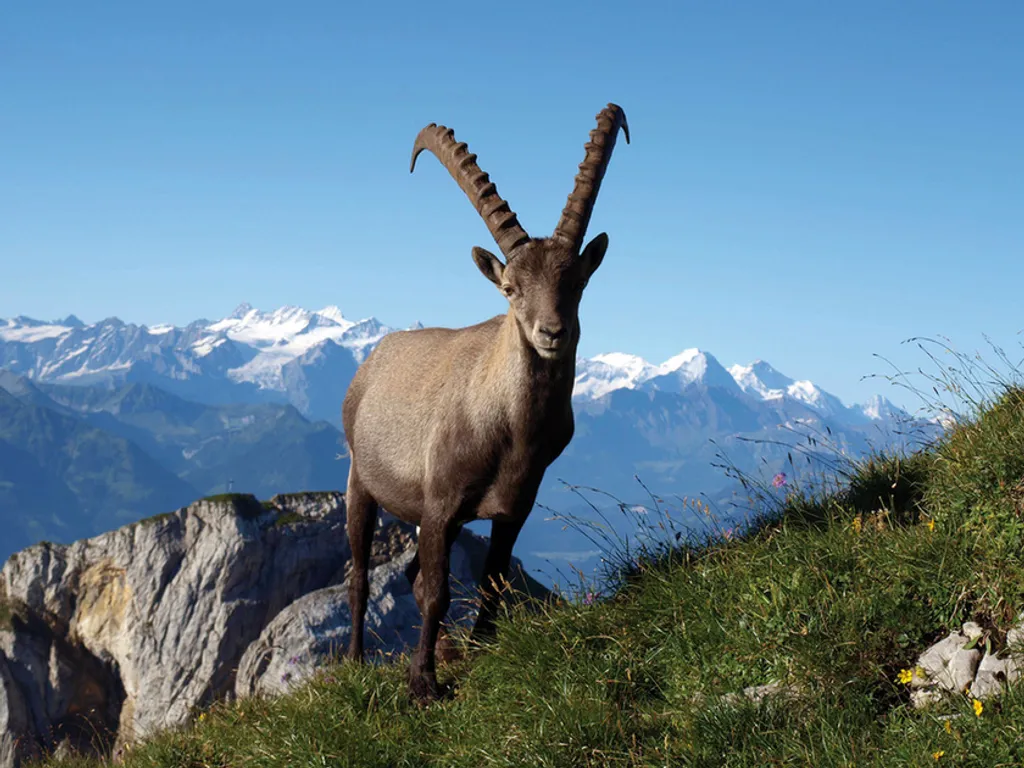 Fotó: Swiss Image 