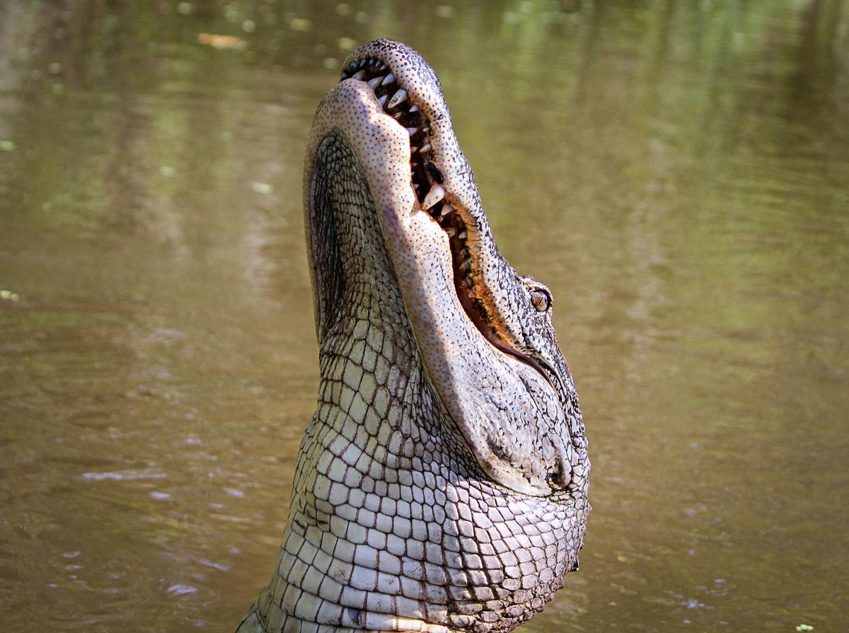 krokodil