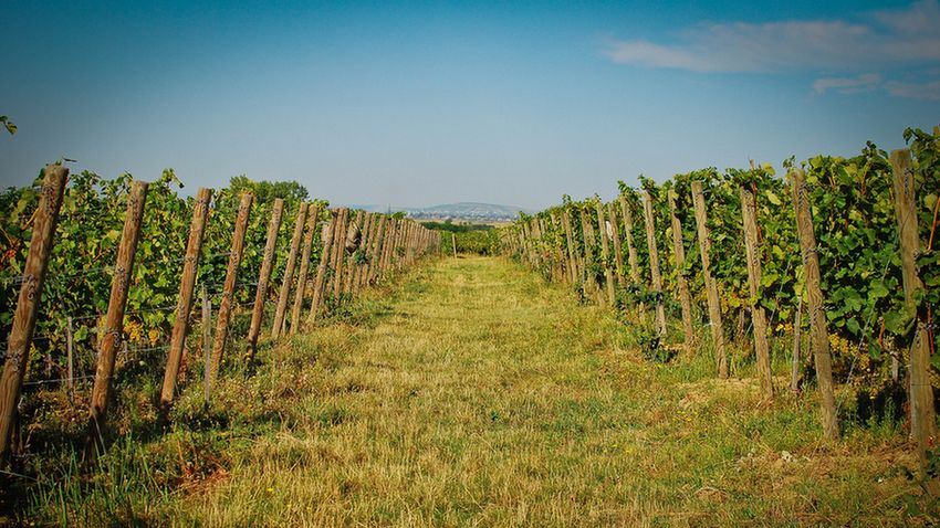 Tokaj-Hegyalja ősszel