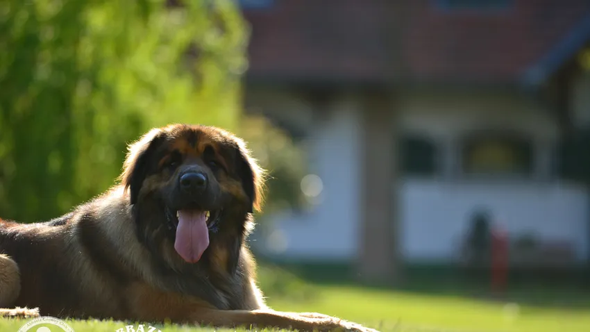 Egy KutyaJó szálloda az Őrségben