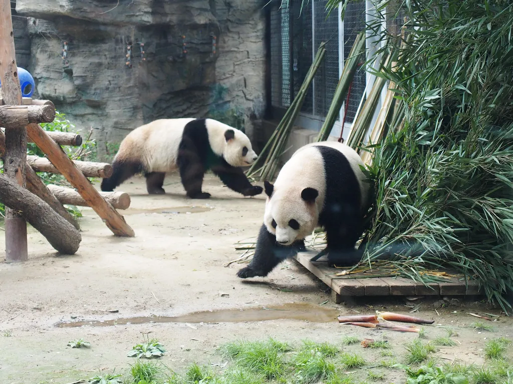 Forrás: Imaginechina via AFP/Aeoeaoa