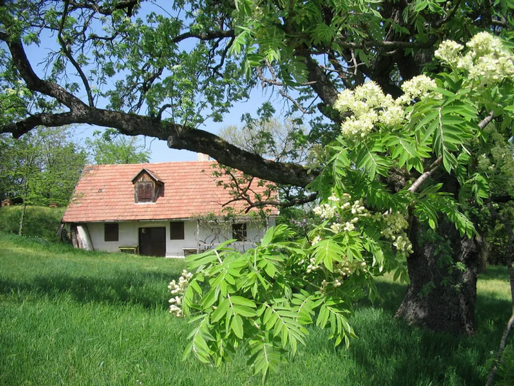http://evfaja.okotars.hu/dontosfak 
