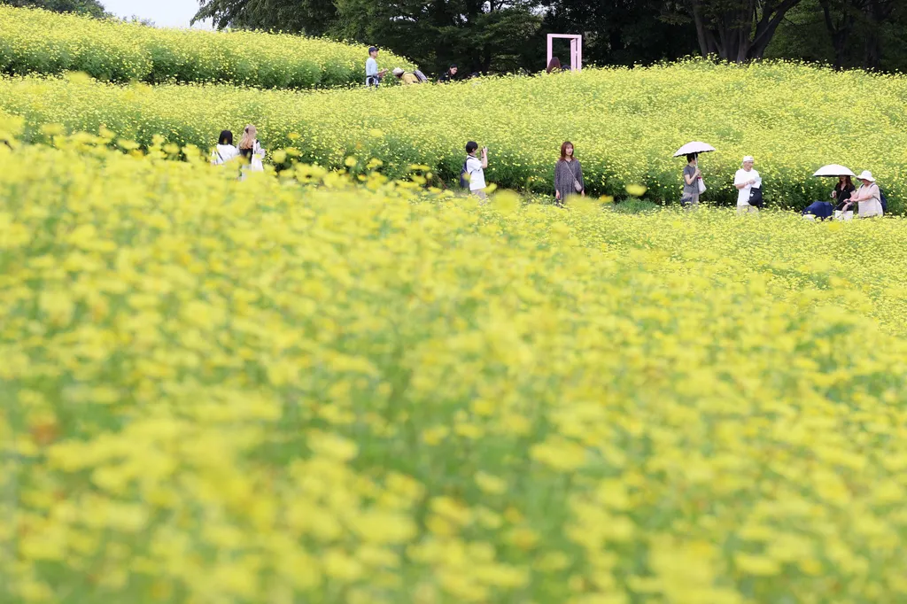 Forrás: The Yomiuri Shimbun via AFP/Yomiuri/Miho Takahashi