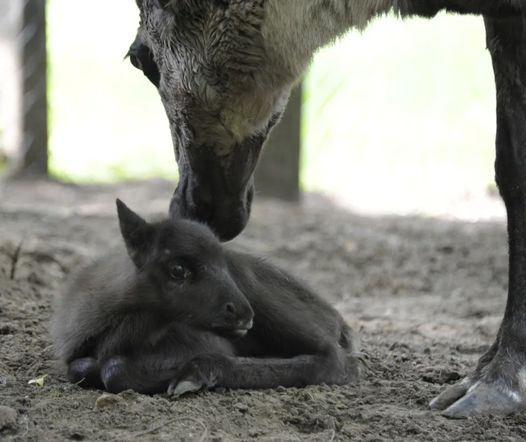 Fotó: Nyíregyházi Állatpark 