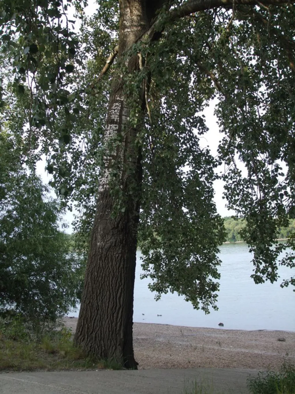 Fotó: Az Év Fája / Ökotárs 