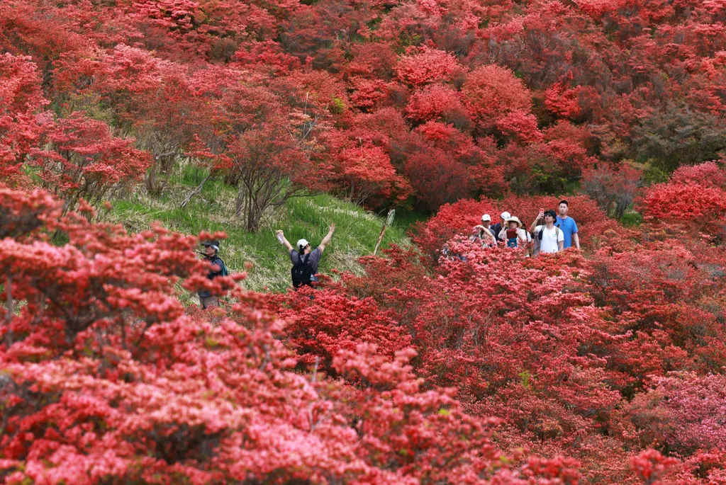Forrás: The Yomiuri Shimbun via AFP/Yomiuri/Naoya Azuma