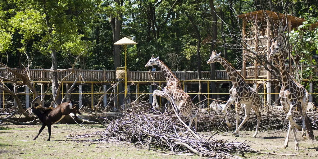 Fotó: Nyíregyházi Állatpark 