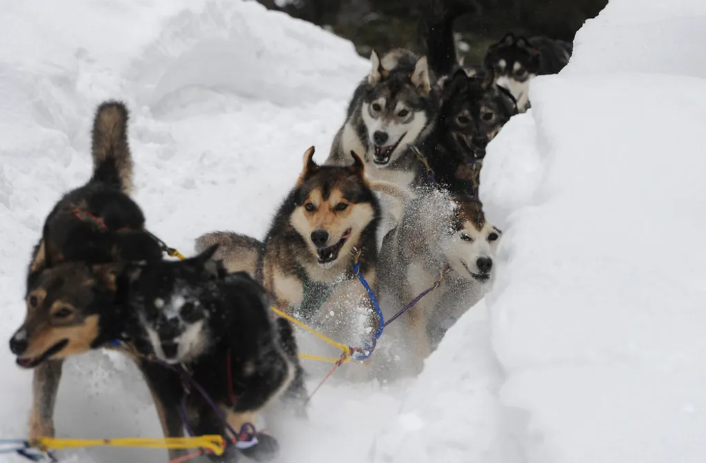 Fotó: Bill Roth / Anchorage Daily News / Northfoto 