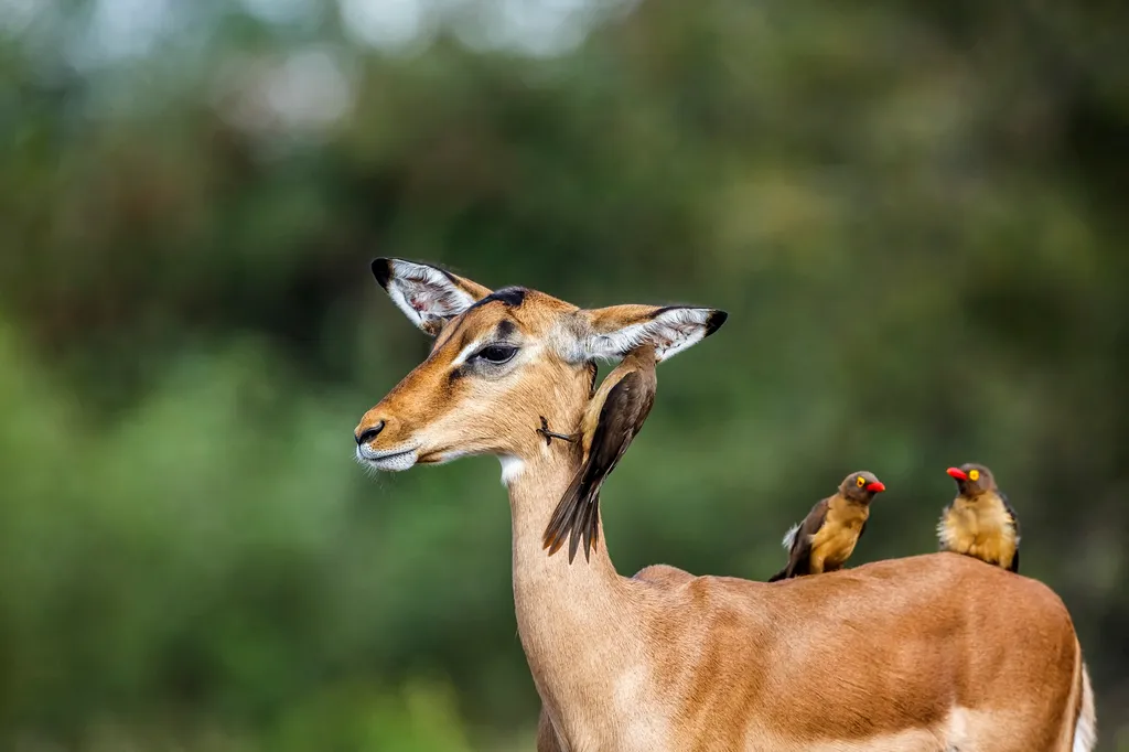 Forrás: Biosphoto via AFP/Patrice Correia / Biosphoto/Patrice Correia