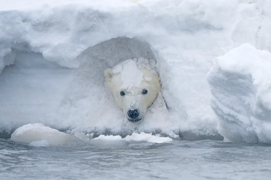 Fotó: Steven Kazlowski / Barcroft Medi / Northfoto 