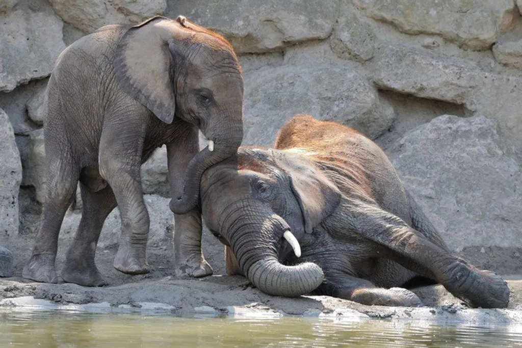 Fotó: Zoo Vienna Schönbrunn 