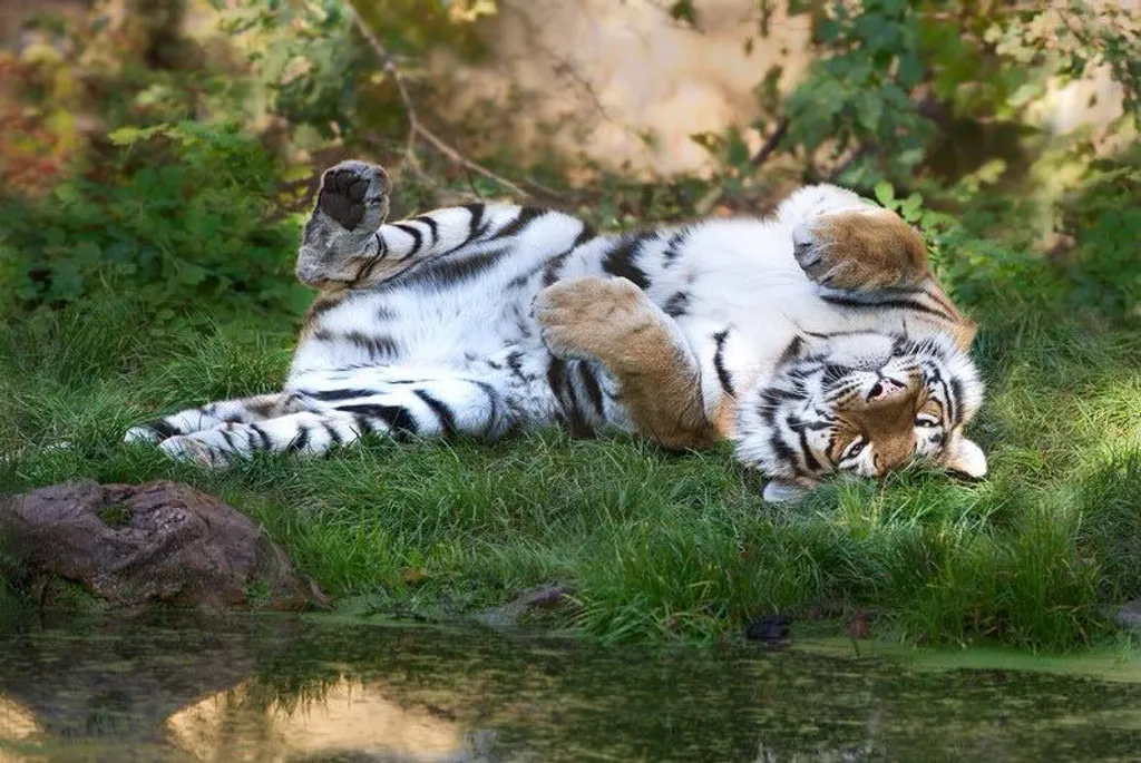 Fotó: Zoo Vienna Schönbrunn 