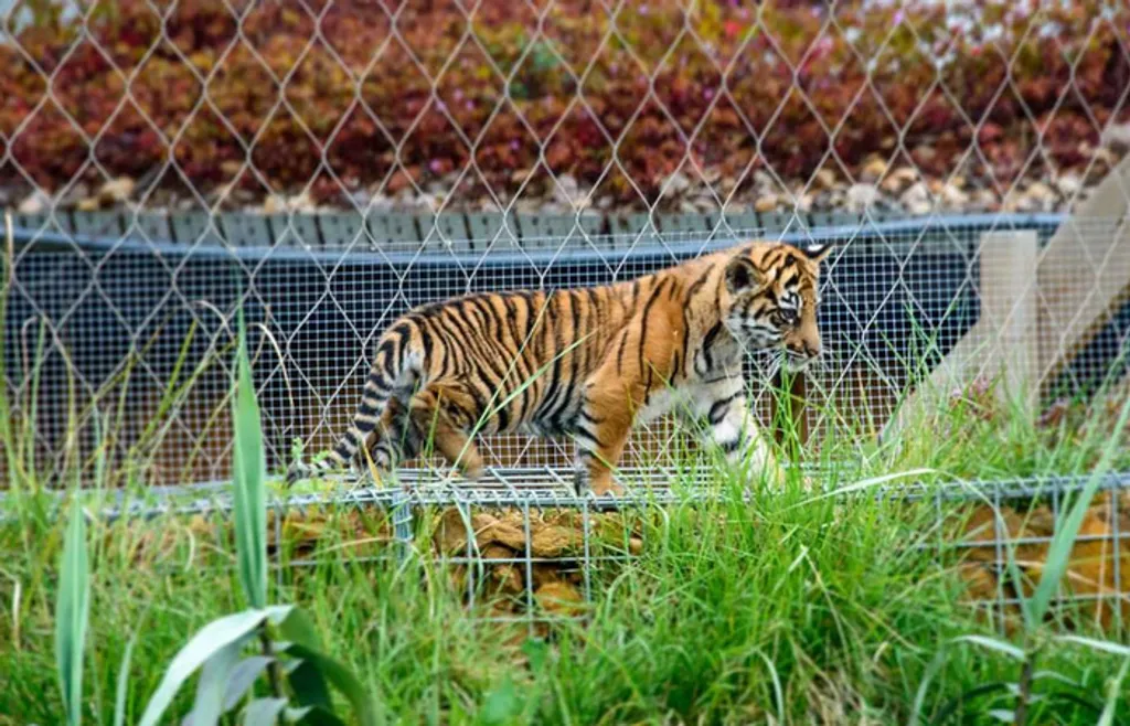 Fotó: Alan Greenfield / ZSL London Zoo 