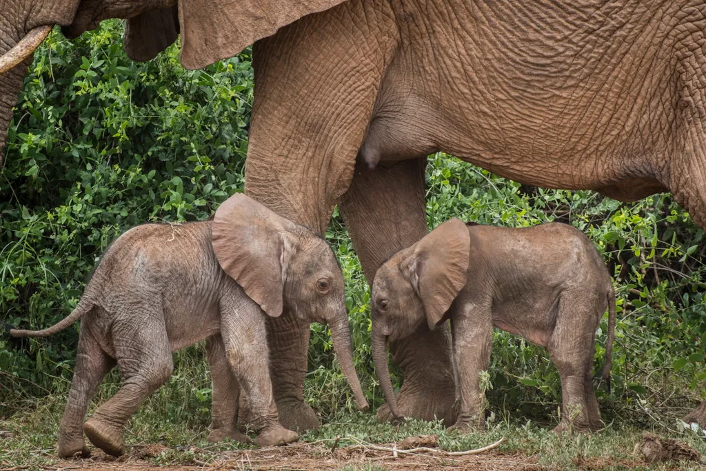 Forrás: MTI/AP/Save the Elephants/Jane Wynyard