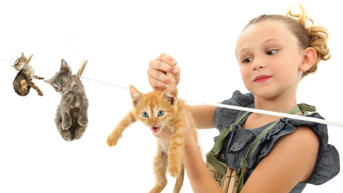 Kegyetlenül kivégeztek egy gólyát a gyerekek – ki lesz a következő áldozat?