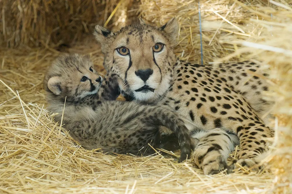 Zoo Vienna Schönbrunn 