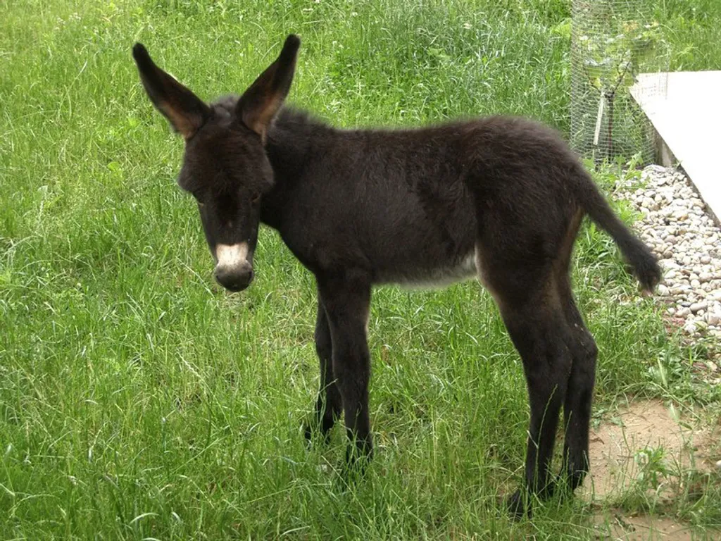 Fotó: Csacsifarm 