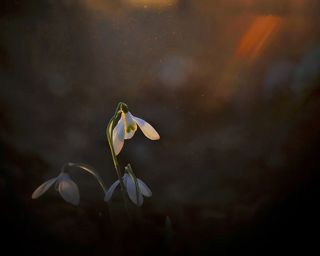 Kerekes István / IGPOTY 