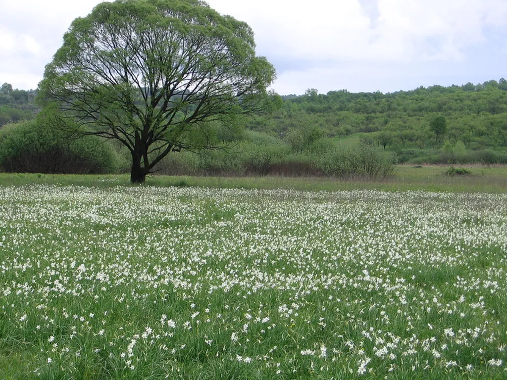 Fotó: Denyss / Wikimedia Commons 