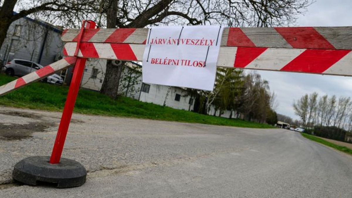 Ragadós száj- és körömfájás: Mesterségesen előállított vírus fertőz?