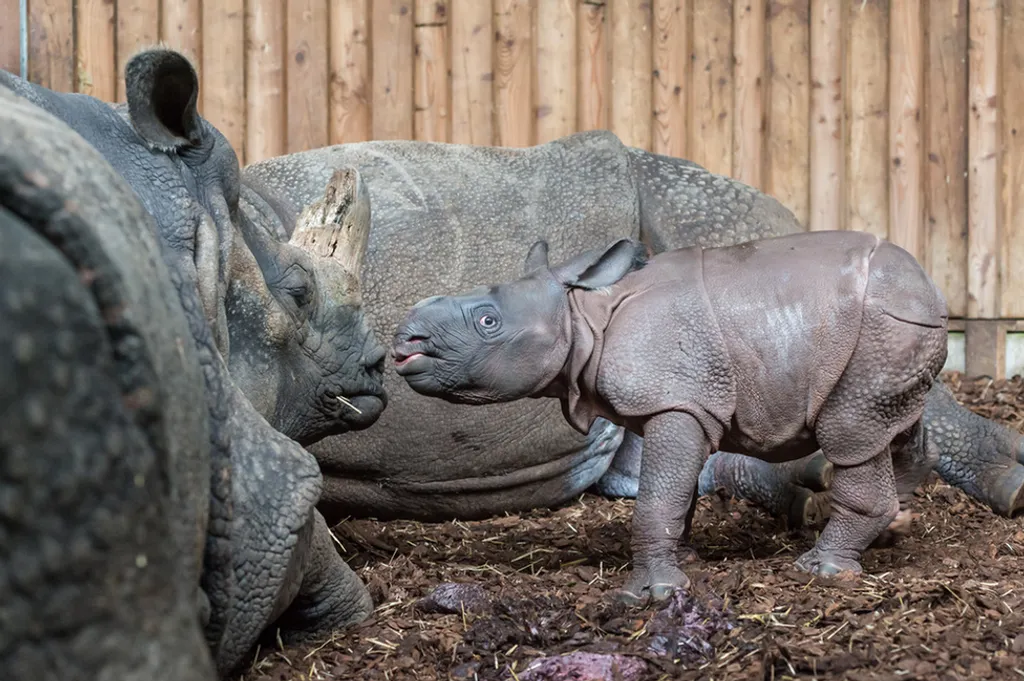 Fotó: Zoo Basel 
