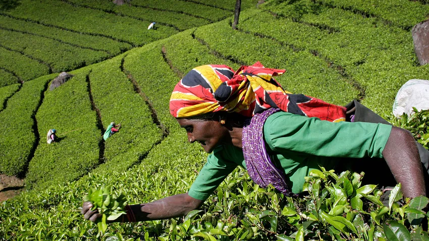 A ceyloni tea nyomában