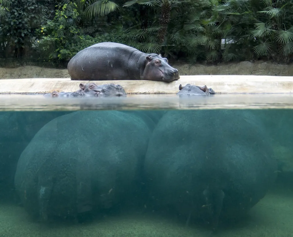 Fotó: Zoo Berlin 