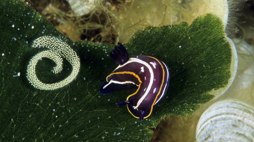 Tengeri nyulak