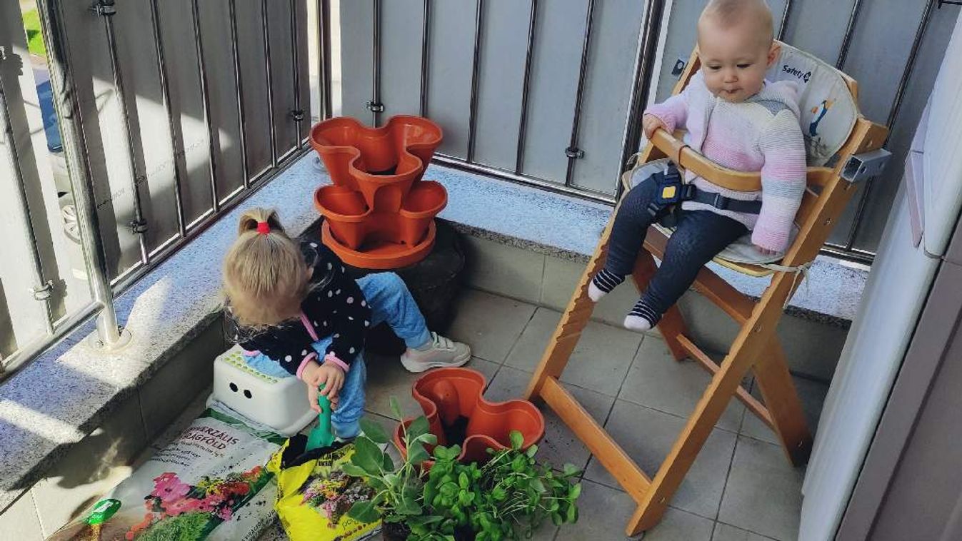 Kivirultam, mint egy cseresznyefa