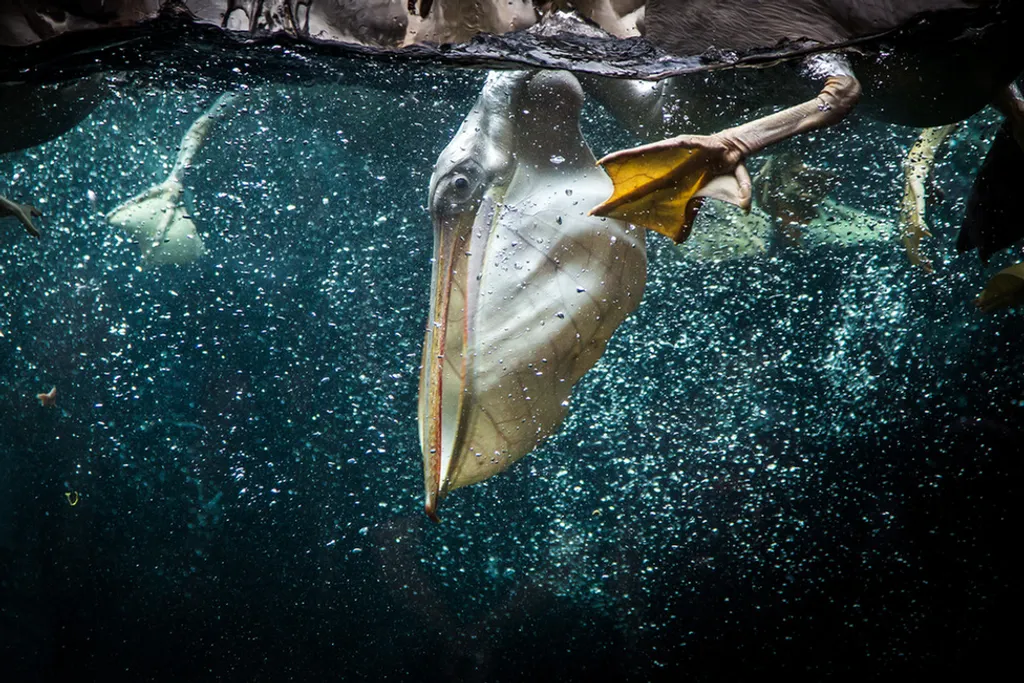 Fotó: Nikhil Rasiwasia/Solent News Photo Agency / Northfoto 
