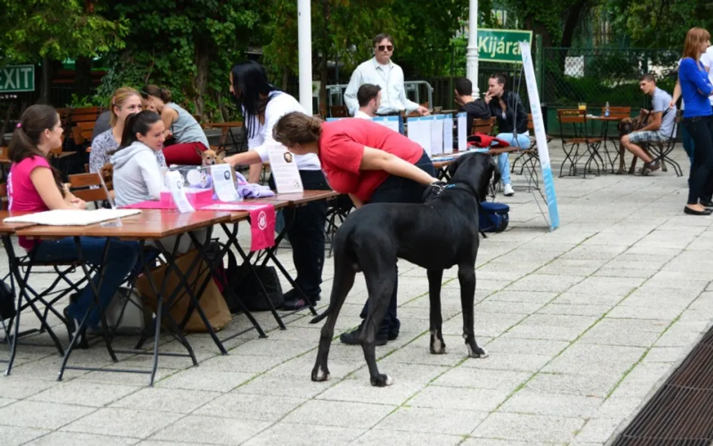 Fotó: kutyabarat.hu 