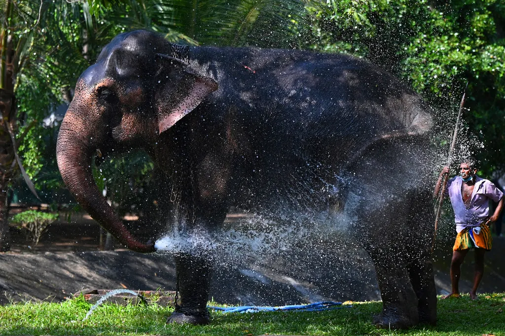Forrás: AFP/Ishara S. Kodikara