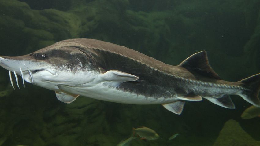 TISZA-TAVI ÖKOCENTRUM-POROSZLÓ