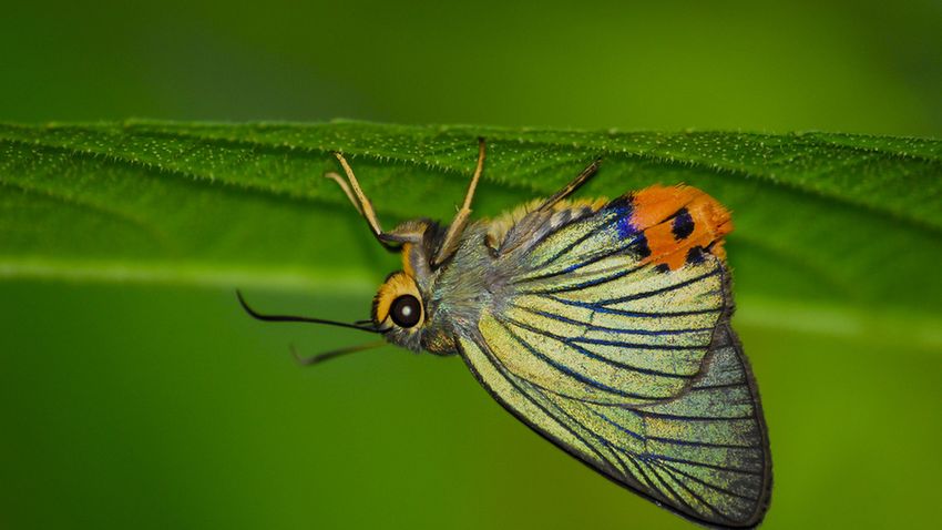 Buxa Nemzeti Park