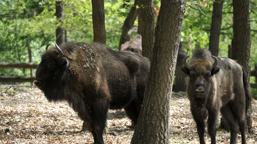 Bölények a vadasparkban