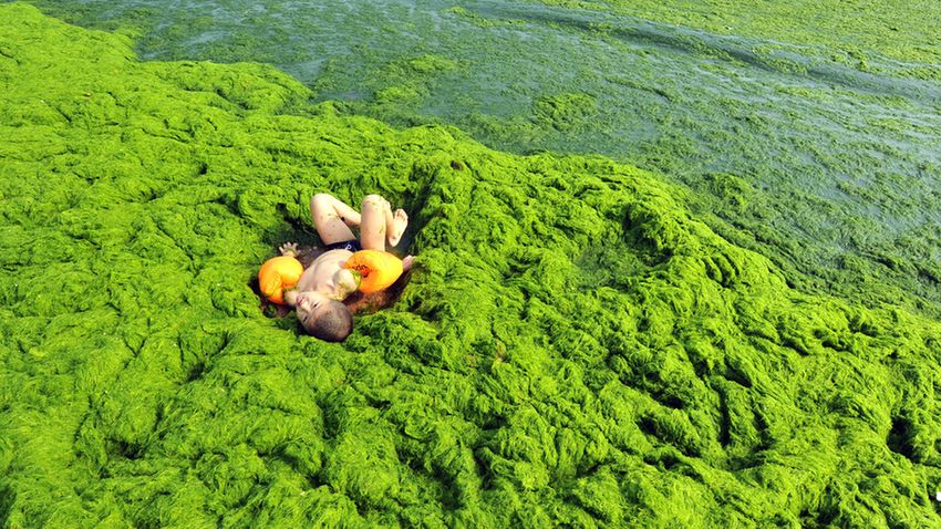 Szemétdombon és algában strandolnak a kínaiak