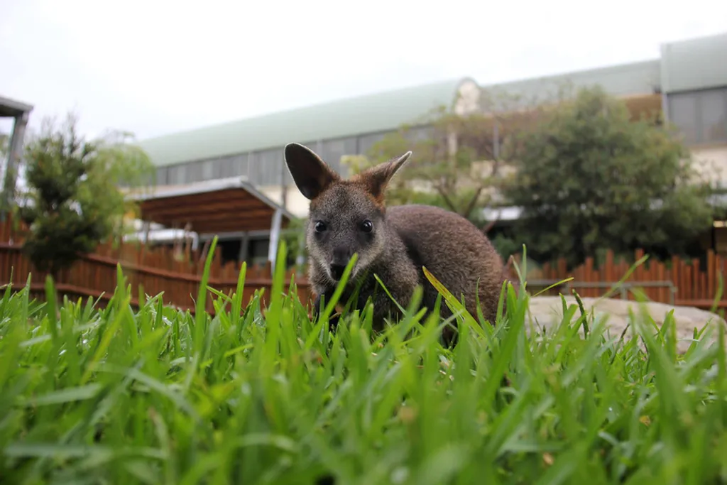 Fotó: Taronga Zoo 