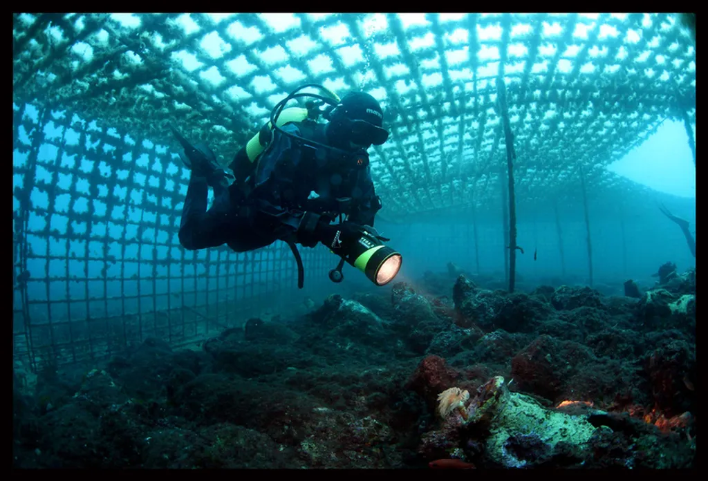 Fotó: Neil Hope / Divingimages.co.uk / Northfoto 