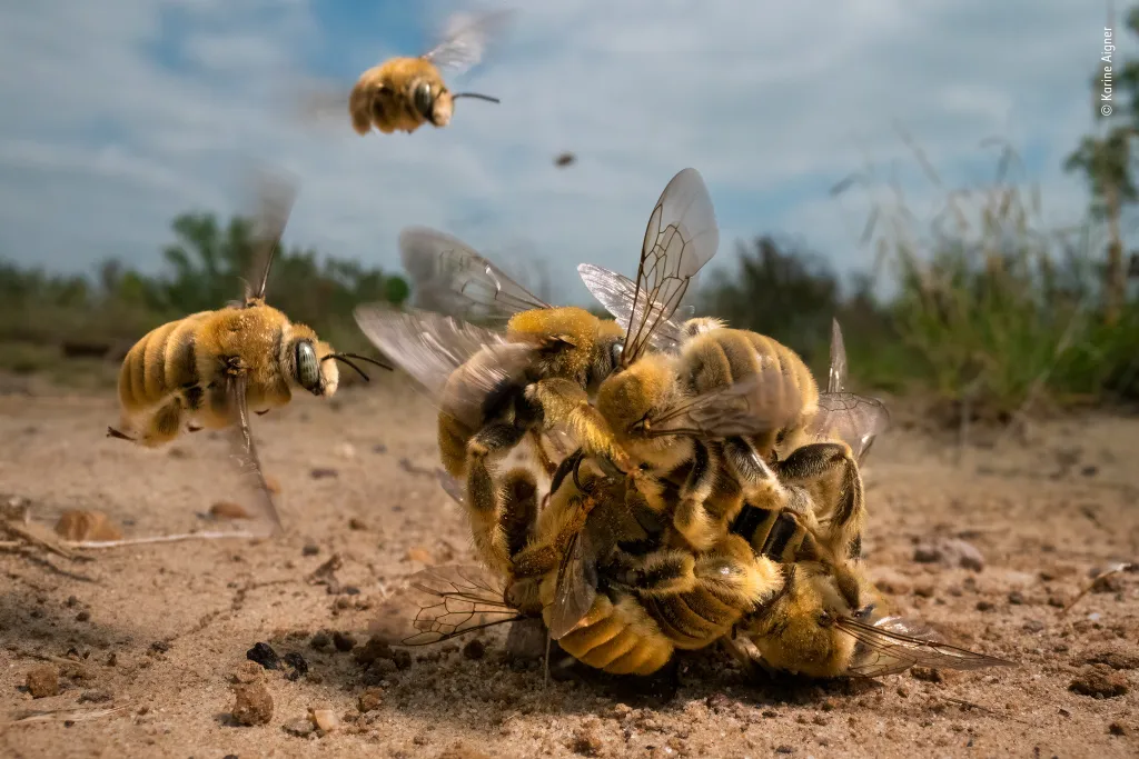 Forrás: Karine Aigner / Wildlife Photographer of the Year / FB