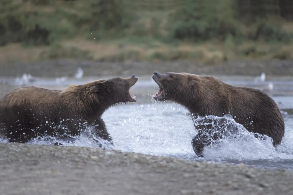 Fotó: Steven Kazlowski / Barcroft Medi / Northfoto 