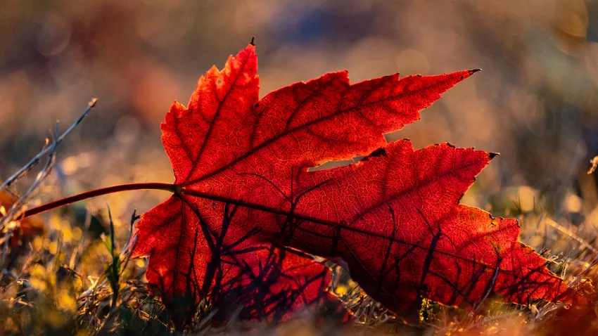 Képekben az elmúlt 24 óra - Október 27.